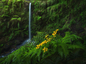 Rocks, VEGETATION, Flowers, green, Yellow, Nemorosa, flux, fern