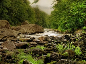 fern, Fog, River, Stones, forest