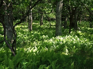 forest, Fern