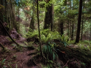 viewes, fern, forest, trees, Green