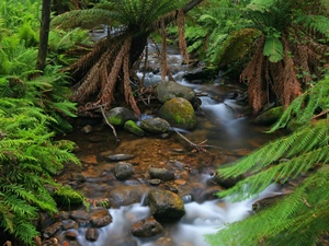 forest, Stones, fern, stream