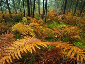 forest, fern