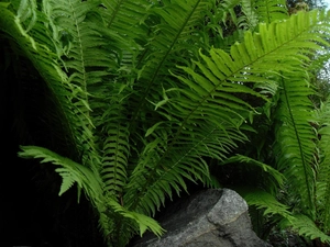 fern, Leaf, green