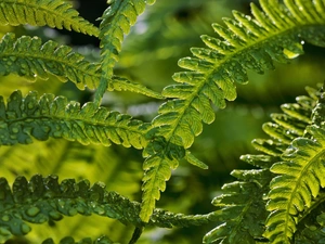 Leaf, fern