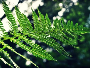 leaf, fern