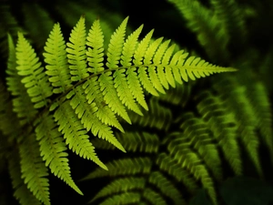 Leaf, fern