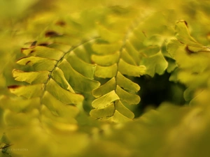 Leaf, Fern