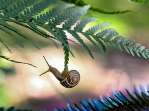 fern, snail, leaf