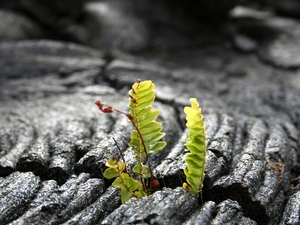 fern, change, leaves