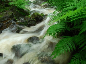 mountainous, Stones, fern, stream