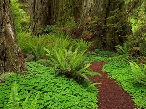 fern, forest, Path