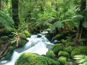 River, Stones, Fern, mossy