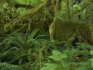 mosses, forest, viewes, fern, trees, scrub