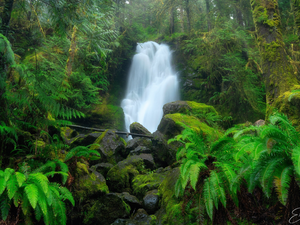 VEGETATION, trees, Stones, viewes, waterfall, Green, forest, fern