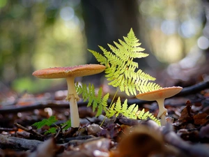 Fern, mushrooms, toadstools