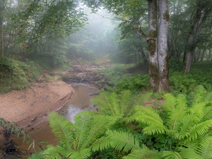 viewes, forest, flux, fern, Fog, trees
