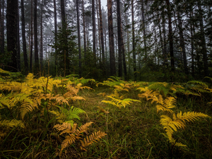 Yellowed, fern, trees, viewes, forest