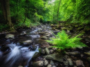 viewes, forest, Stones, Fern, River, trees