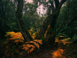 Yellowed, fern, viewes, forest, trees