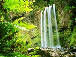 fern, Rocks, waterfall