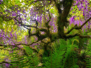fern, trees, wistaria