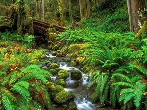 stream, forest, thicket, narrow, Green, Ferns, trees
