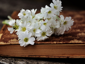 Flowers, Cerastium Access field, Book, White, composition