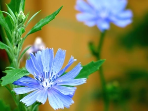 Blue, Colourfull Flowers, field, chicory