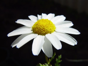 Daisy, pyrethrum