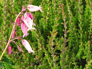 heather, Colourfull Flowers, field