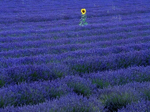 Field, Narrow-Leaf Lavender