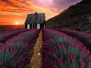 Hill, Great Sunsets, Field, lavender, house