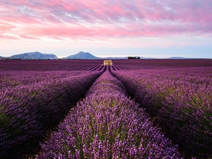 lavender, Mountains, clouds, Field