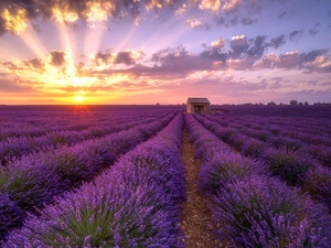 clouds, Great Sunsets, Field, house, lavender