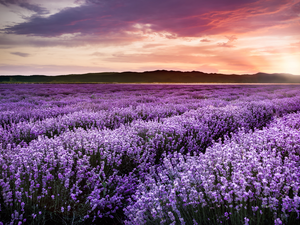 lavender, Great Sunsets, Field