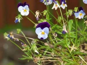 pansy, field