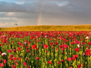 Great Rainbows, papavers, field