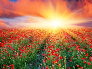 rays, papavers, Field, sun