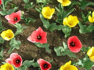 Field, color, Tulips