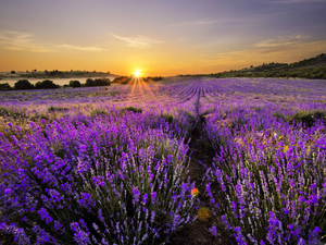 west, lavender, Field, sun