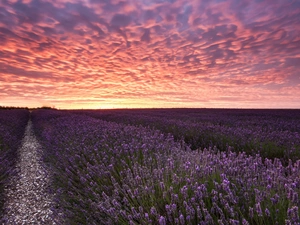 west, lavender, field, sun