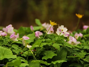 Pink, Yellow, fig buttercup, Anemones