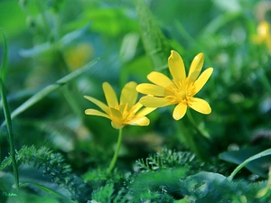 Yellow, Flowers, fig buttercup, Spring