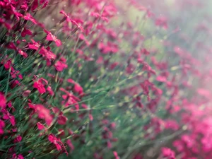 Flowers, purple, cloves, fine