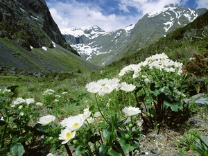 glaucoma, Mountains, Fjordland National Park, alpine