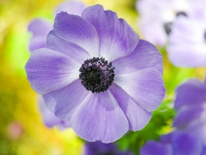 flakes, blue, anemone