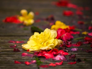 flakes, Flowers, begonia