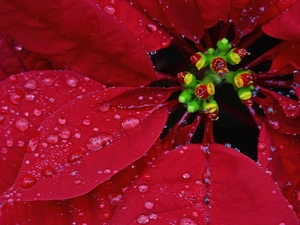 flakes, starfish, Bethlehem