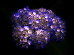 flakes, hydrangea, change