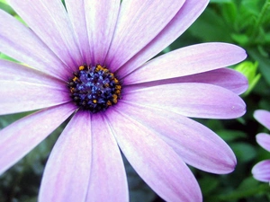 Arktotis, Colourfull Flowers, flakes